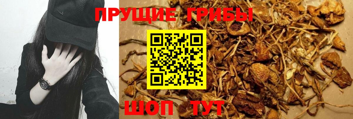 Псилоцибиновые грибы Psilocybe Йошкар-Ола